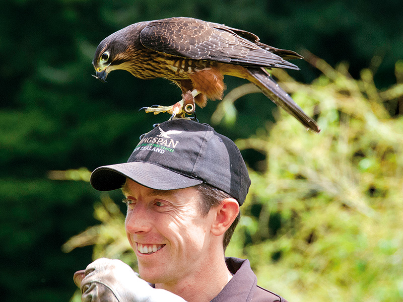 Wingspan National Bird of Prey Centre