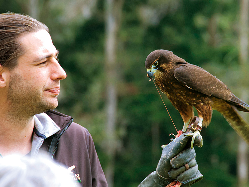 Wingspan National Bird of Prey Centre