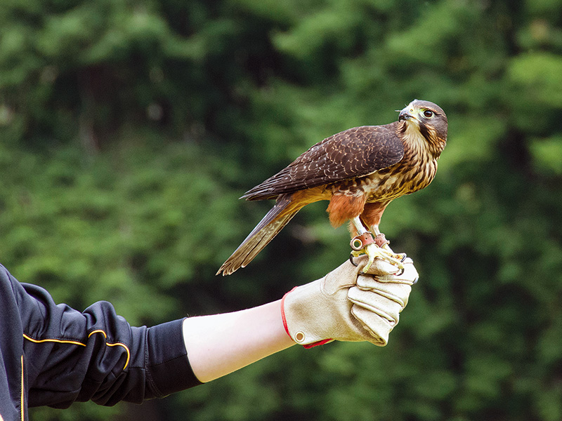 Wingspan National Bird of Prey Centre