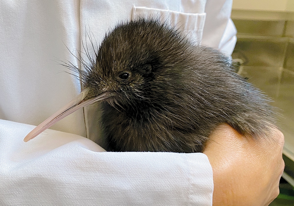 NZMCD A Kiwi chick waiting for release on Rotoroa