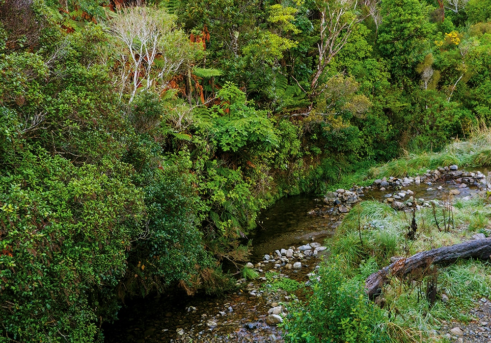 NZMCD Remutaka Forest Park
