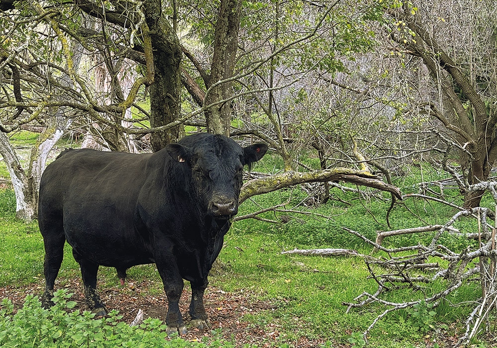The Moawhango Bull