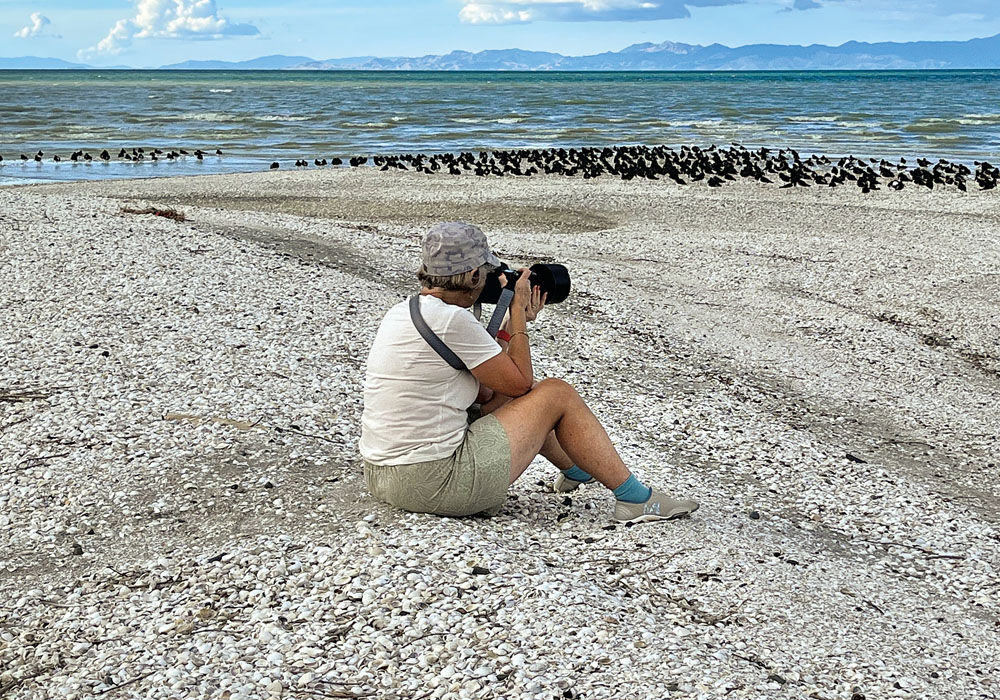 Taking photos of Oyster Catchers