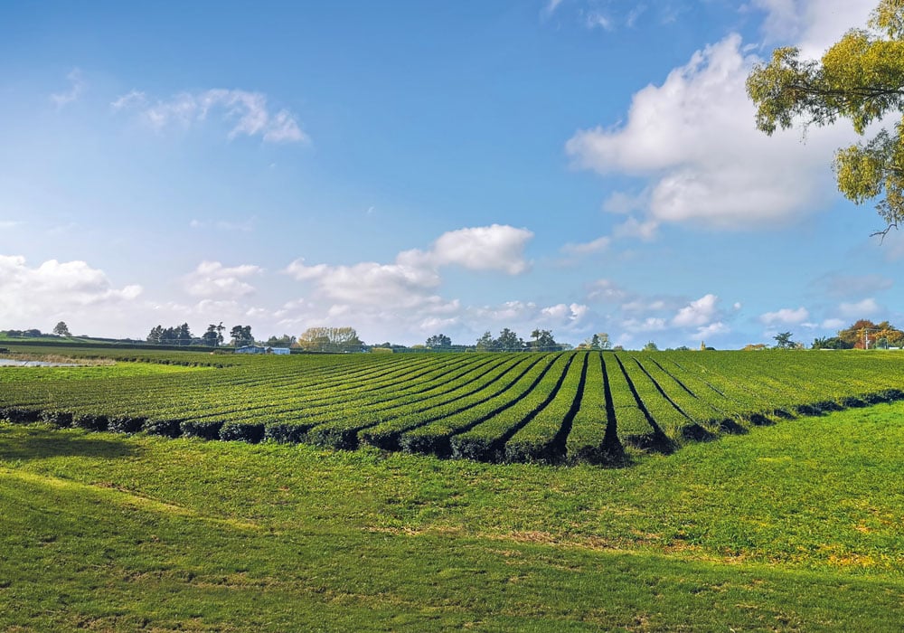 Zealong tea plantation