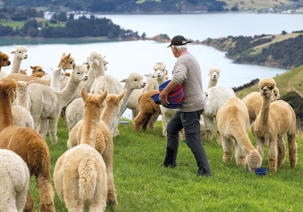 Akaroa