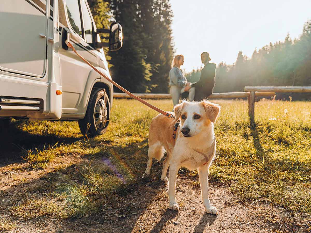 Travel with pets