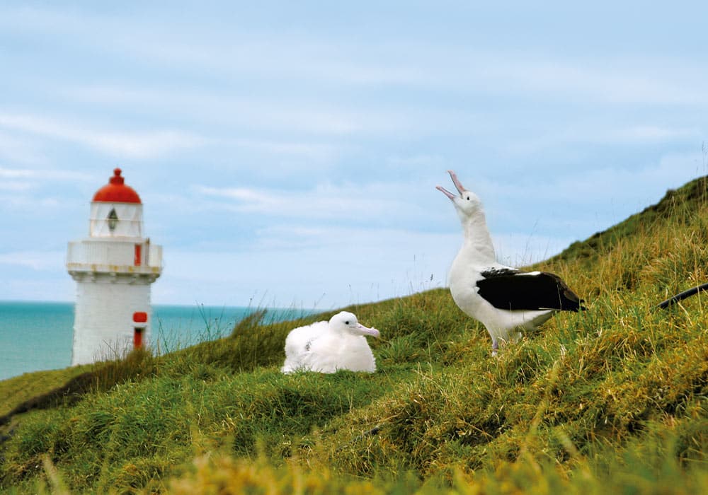 Explore: Otago Peninsula