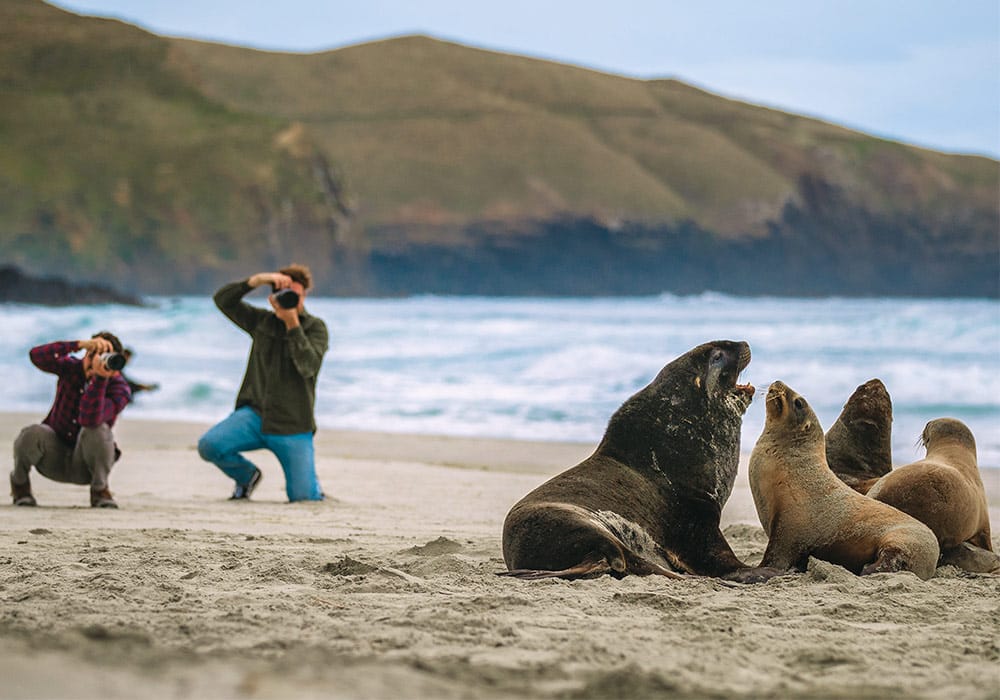 Explore: Otago Peninsula