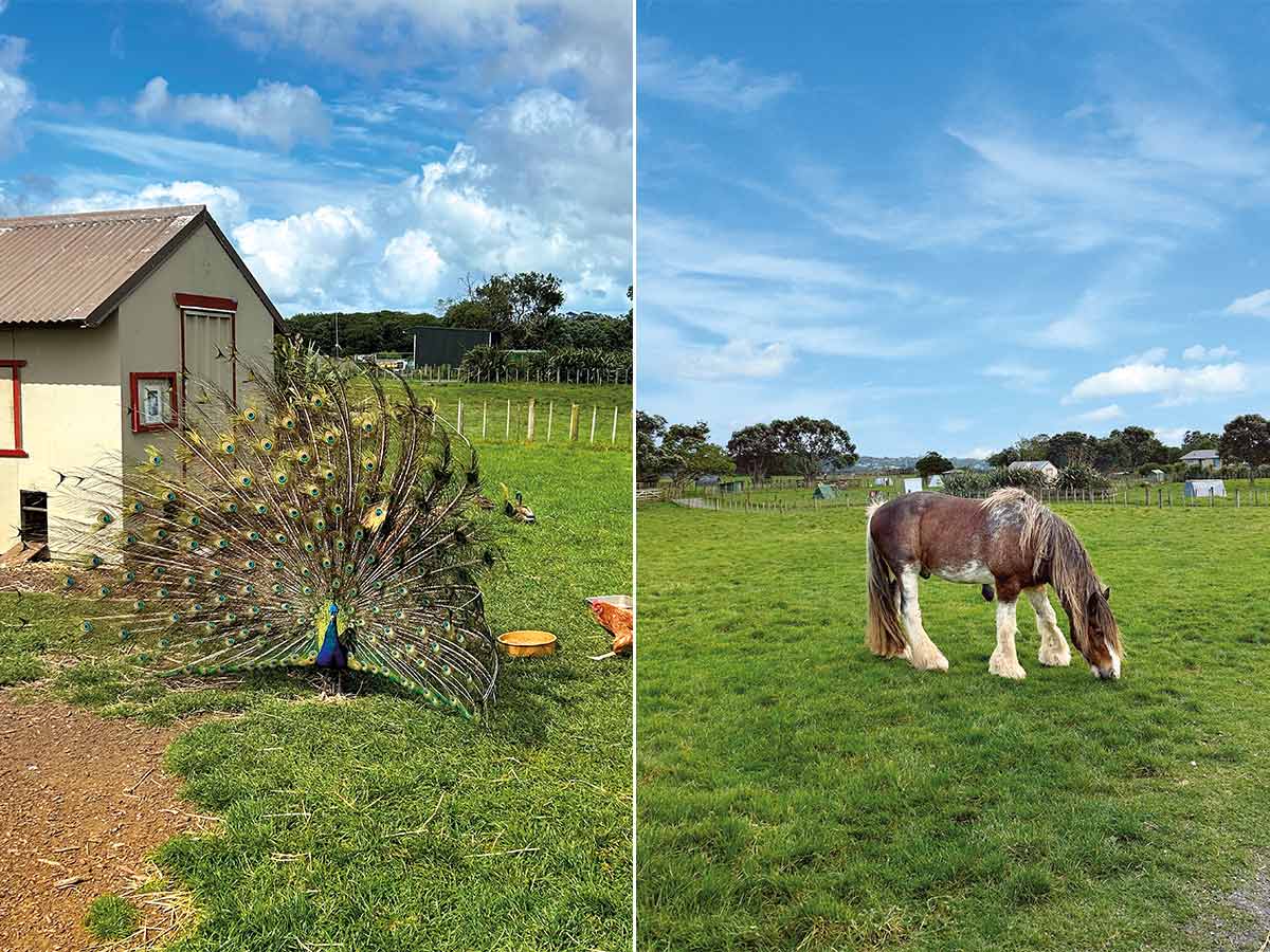 Five camping holidays to enjoy in Auckland